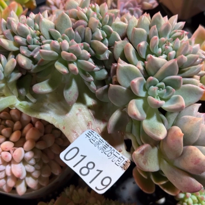 最***人幸运儿是一位非常我