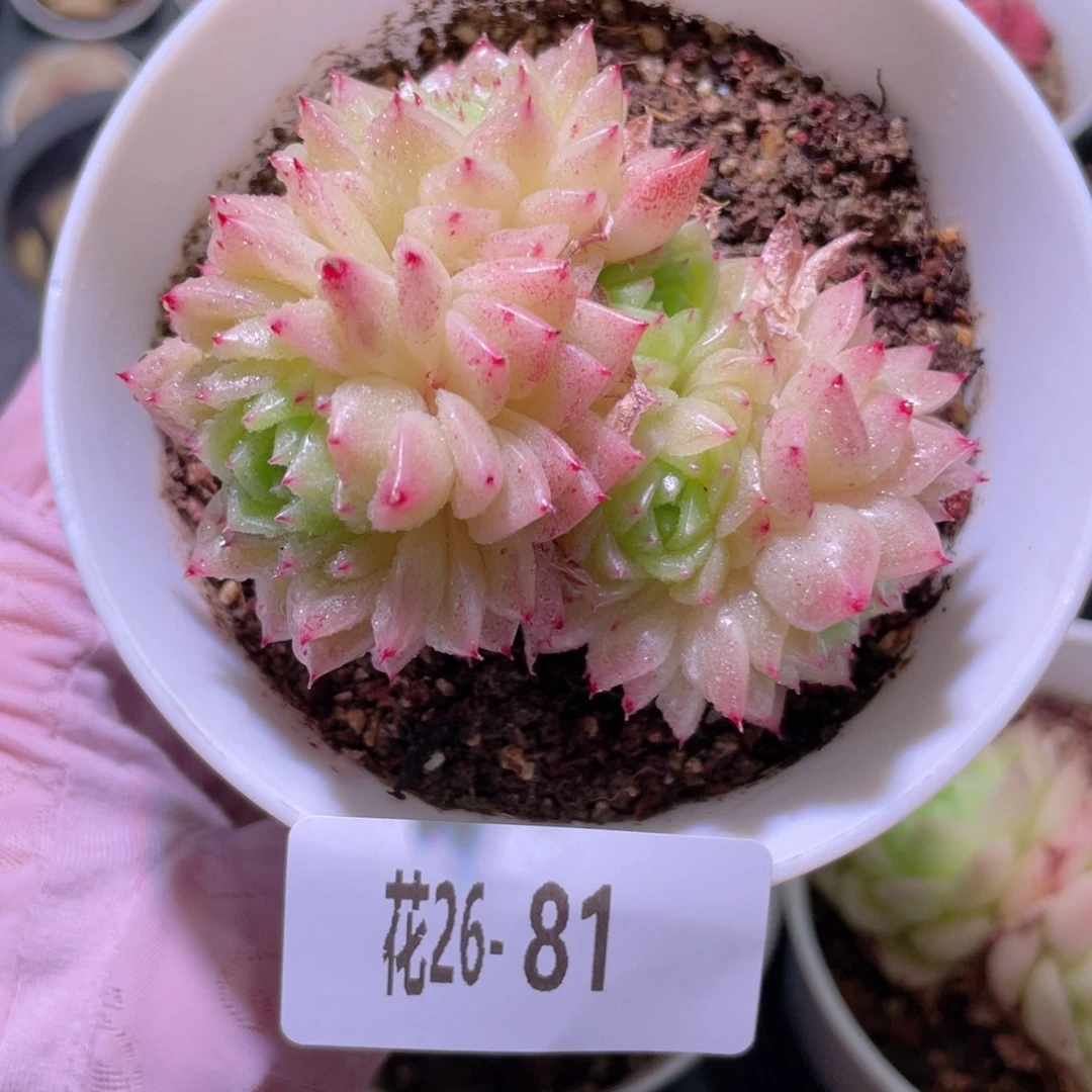 花利美26-81麦秆群