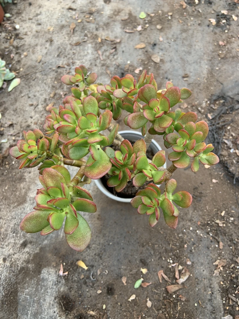新手好养的大号老桩姬红花月多肉植物带盆带土发货