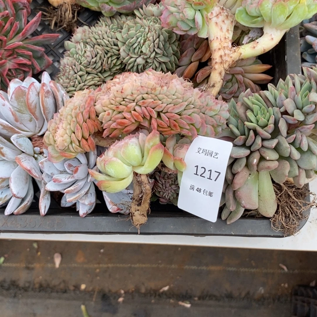 贝瑞缀化多肉多肉217