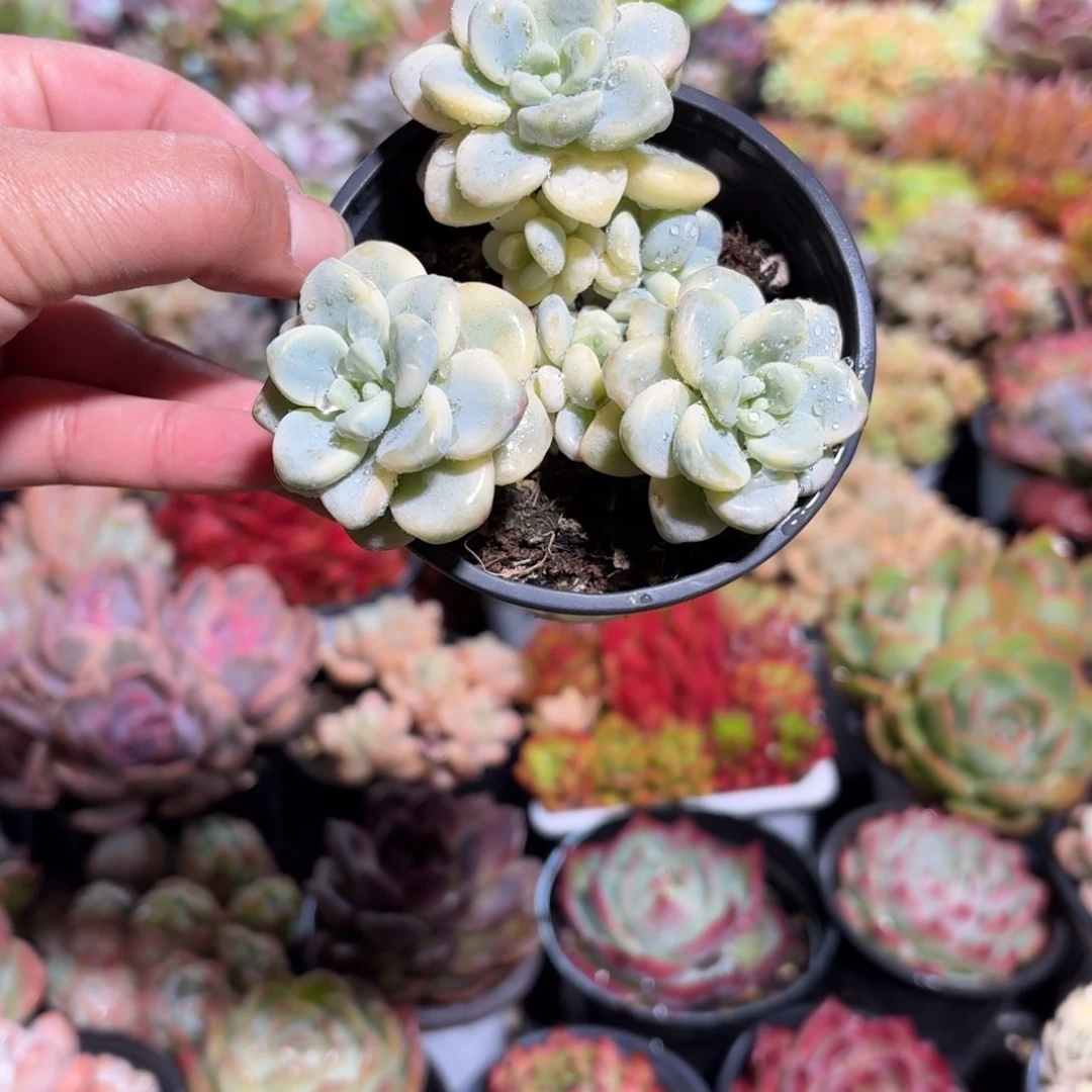 劳尔锦多肉整群9㎝盆