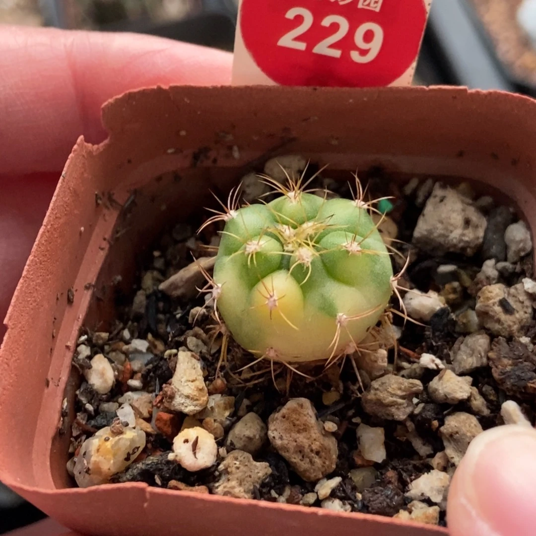 良宽锦一颗仙人球