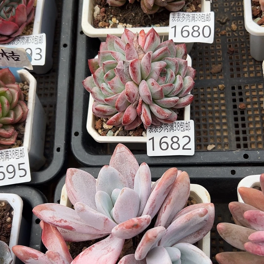爱***笨无花朵多肉一物一拍植物1682