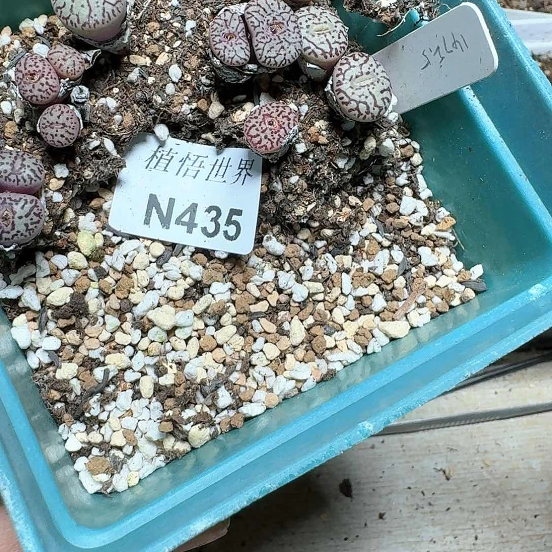 435号多肉植物哇f f