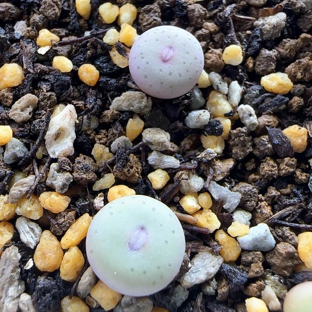 艾*v和p杂交多肉植物