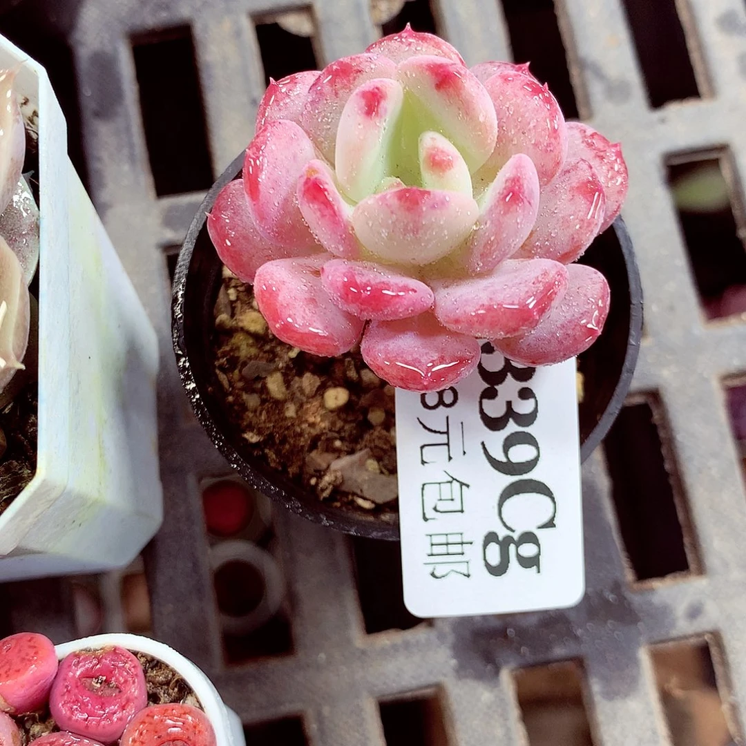 5厘米盆精控多肉339