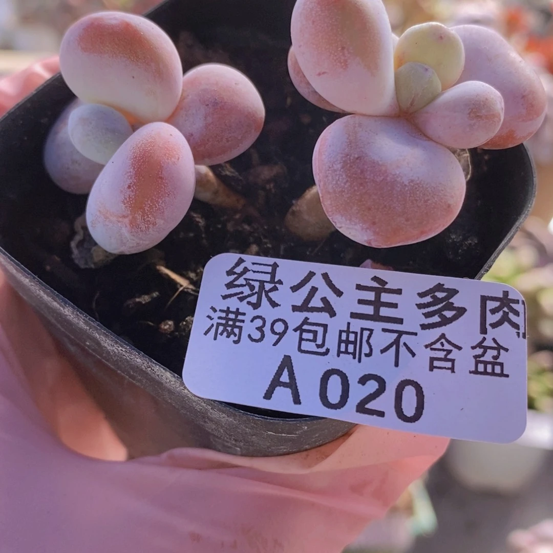 雪美人6cm020多肉植物