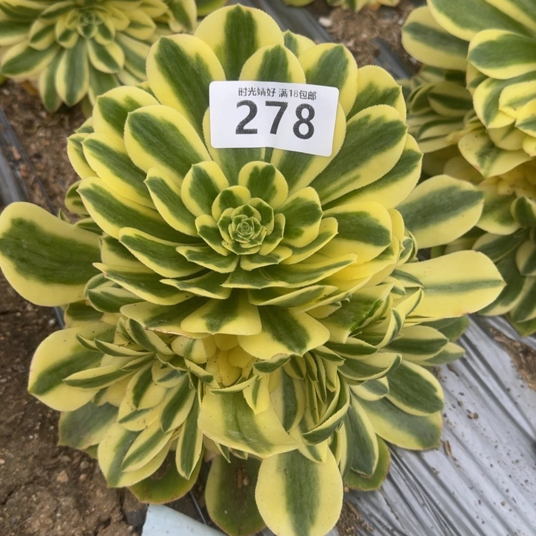 恃**骄278辛尼亚寄养到秋，