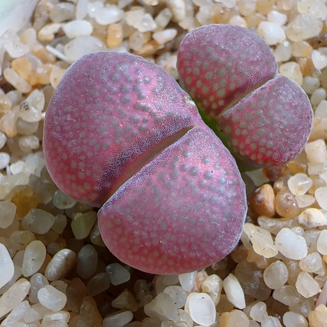 多肉植物漂亮风铃群10号