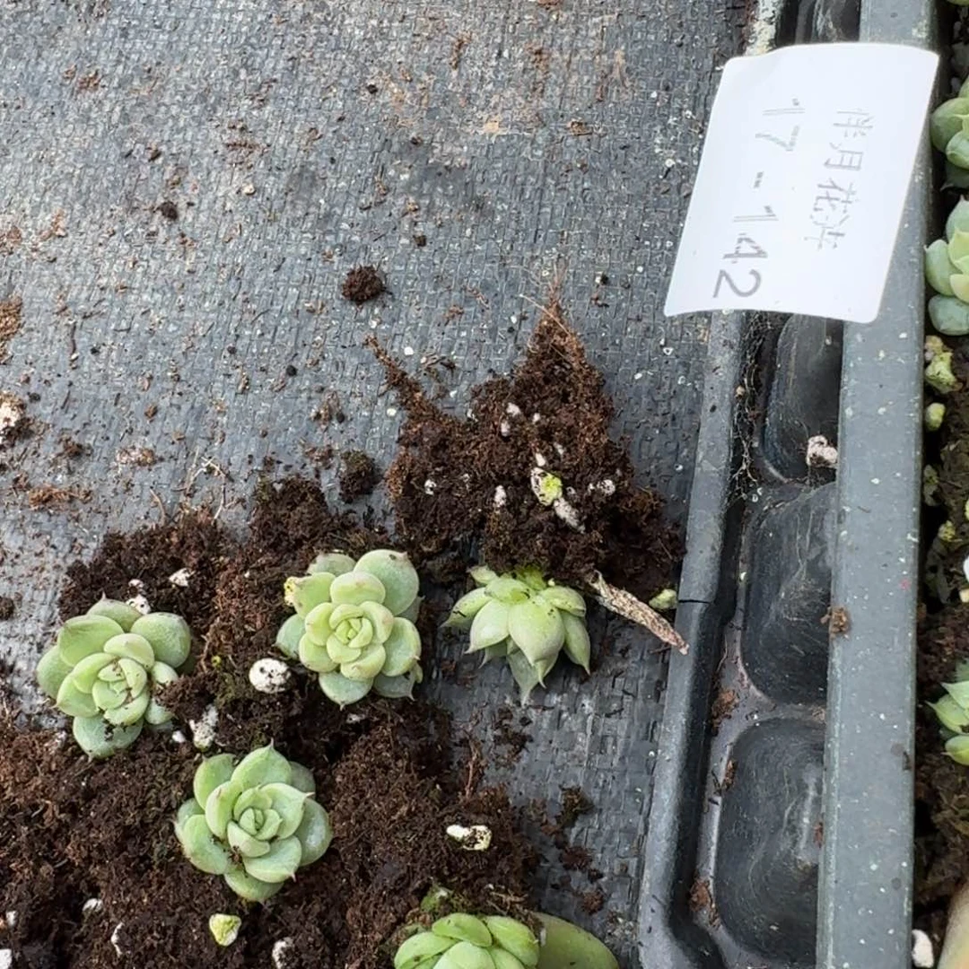 多肉杂交一物一拍17-142