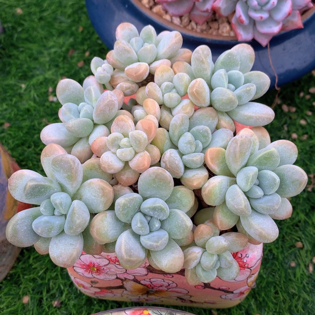香芋12 公分一物一拍