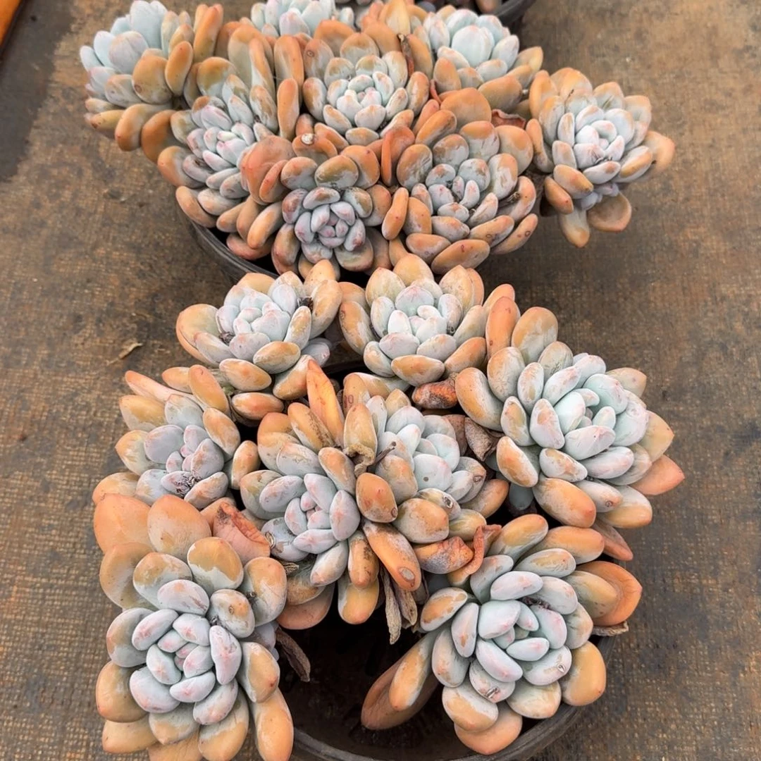 小***萍3号大群香水多肉植物