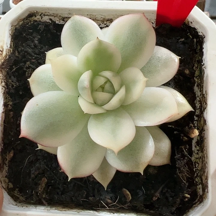 698号韩水晶锦多肉