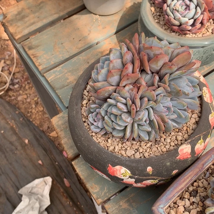 花花花花花花花花花