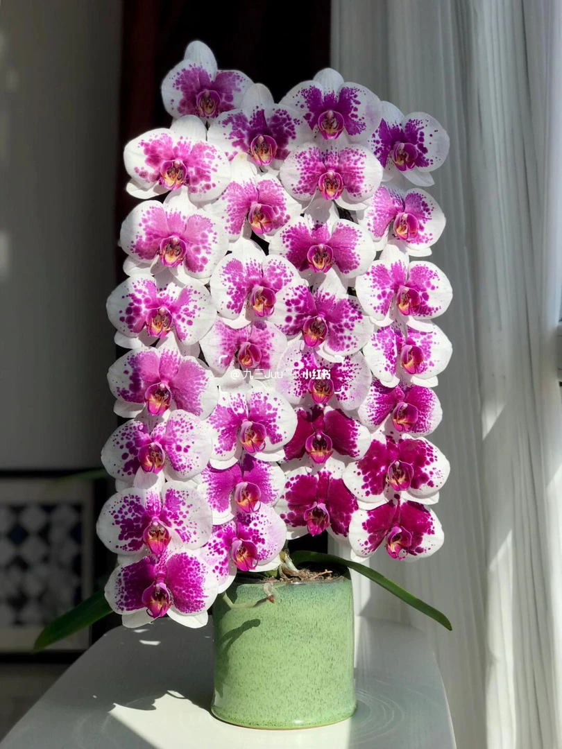 名贵品种 【鸿运财神】带1花剑 寓意富贵吉祥花量多多多2.8寸