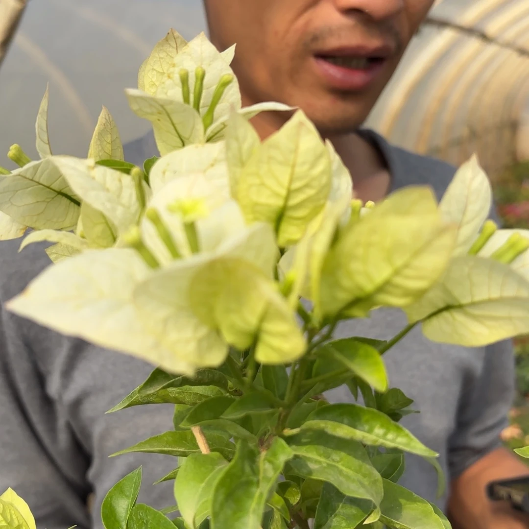 全部花苞（白赛弗里）三角梅会落花落叶苗有大有小