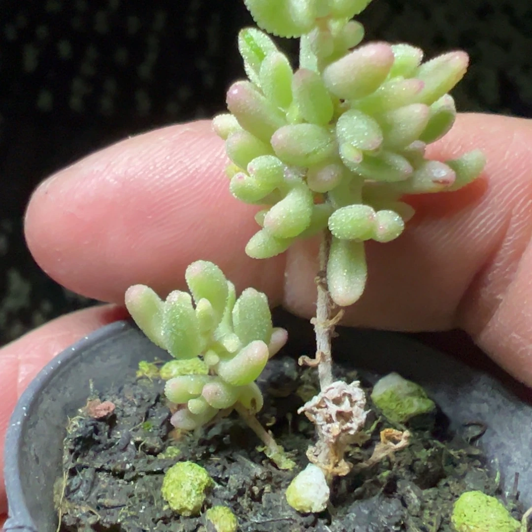 红宝石锦50杯老桩福利