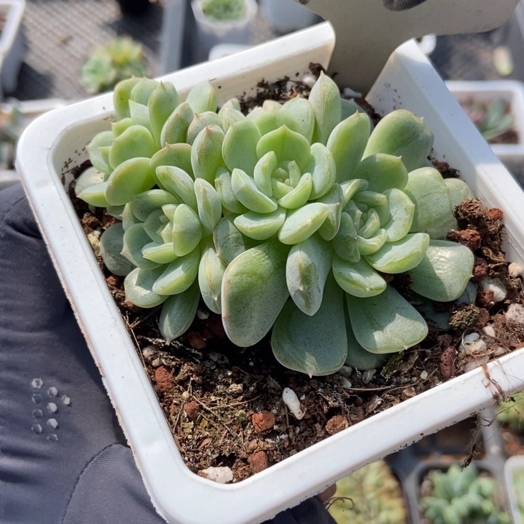 455白色恋人多肉植物