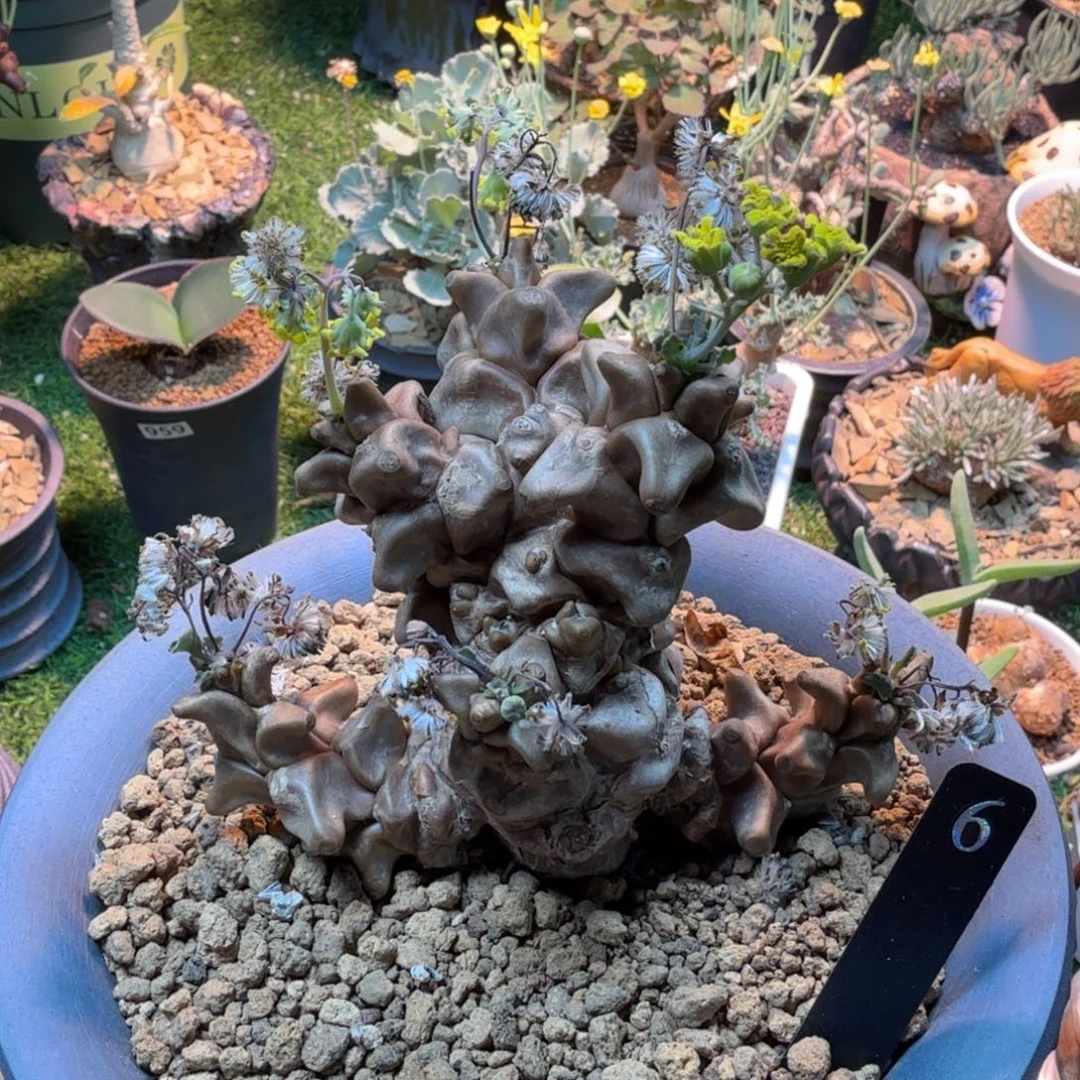 吉***️蛮鬼殿6(脱土发)仙人球