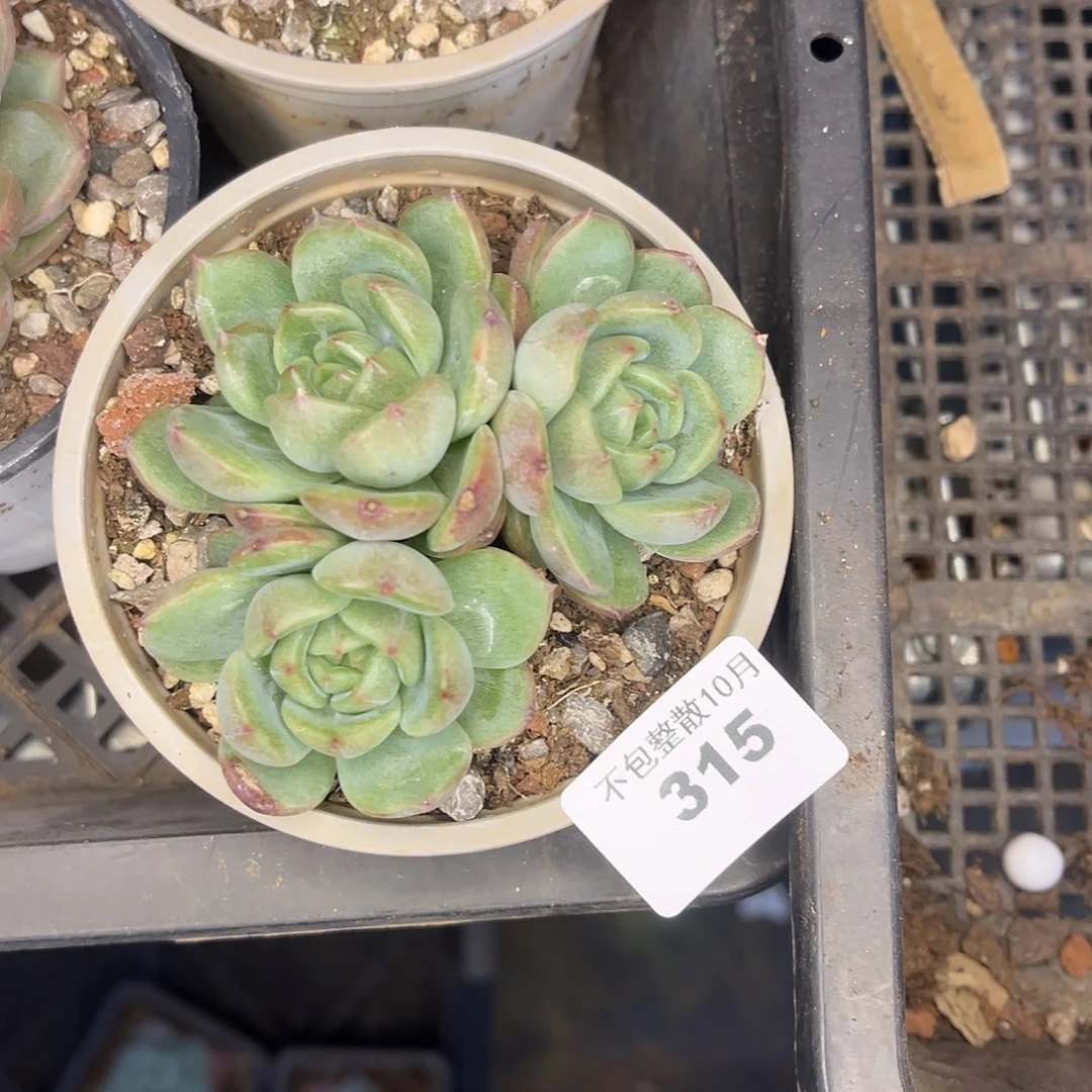 勇***你阿雅园艺。     315