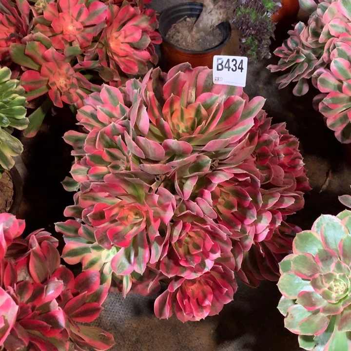 434粉女巫多肉法师