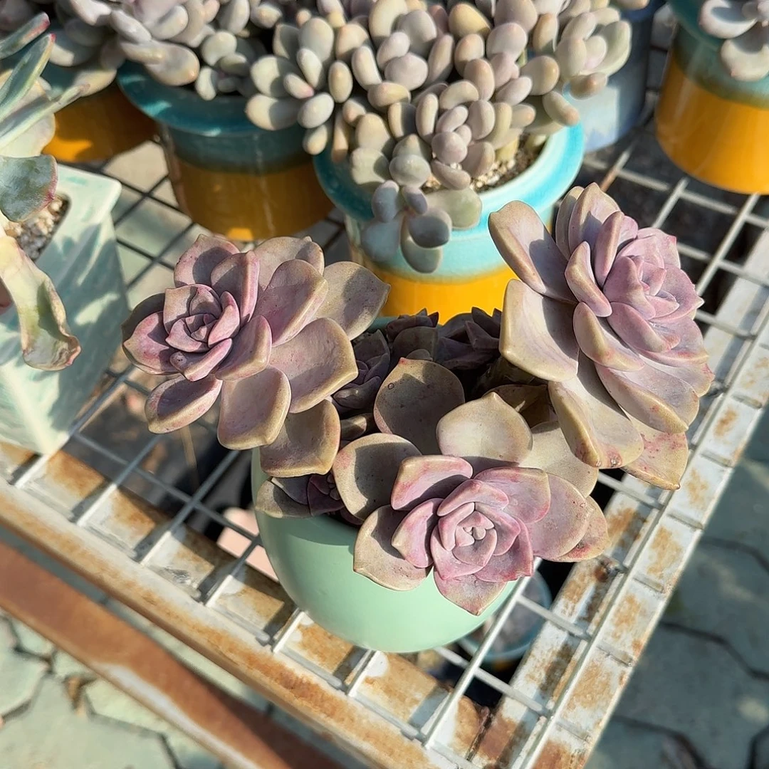 紫乐带盆多肉植物