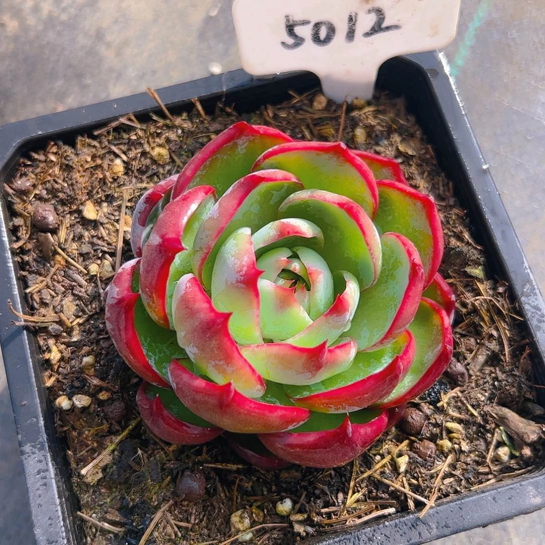 惊鸿仙子一物一拍5012号