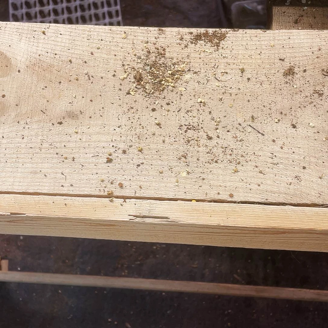 白雪冰魄中苗一个满25包