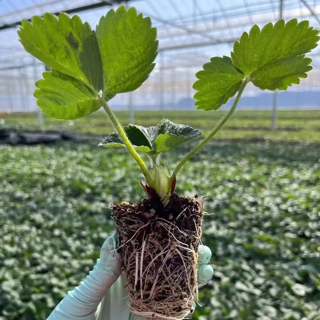 草莓苗丹东久久草莓苗四季结果草莓穴盘苗奶油草莓盆栽地栽