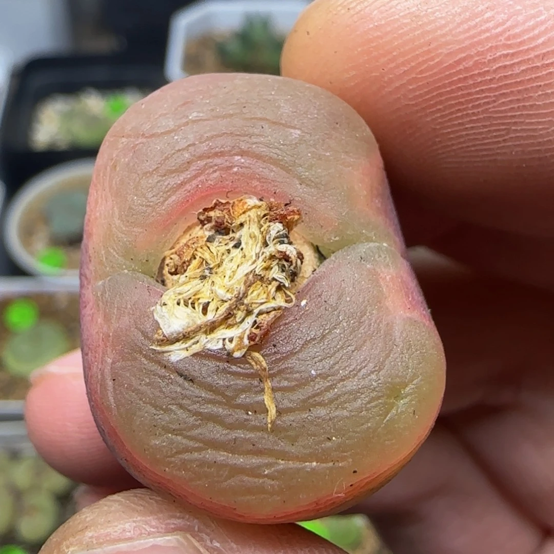 2.6+漂亮多肉植物441