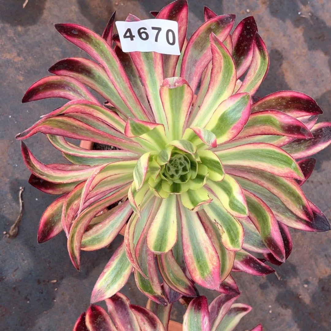 翥*紫嫣变异多肉发货