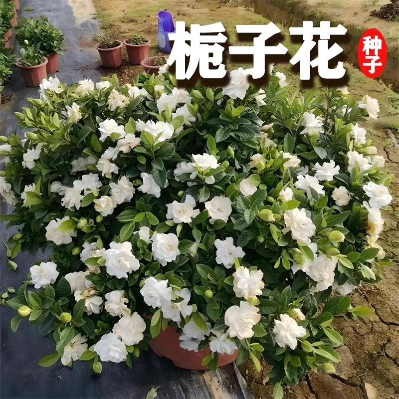 栀子花种子盆栽室内花卉四季好养阳台庭院种植四季播种