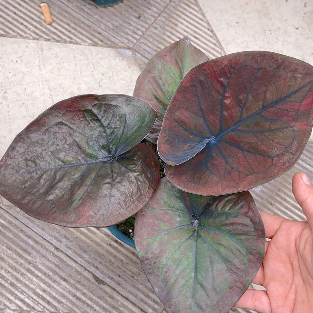 完全开放泰彩一物一拍3351