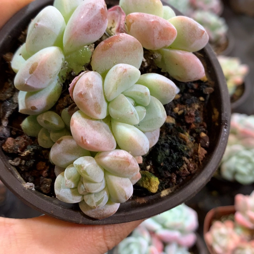 ，哈哈哈哈哈哈哈哈哈