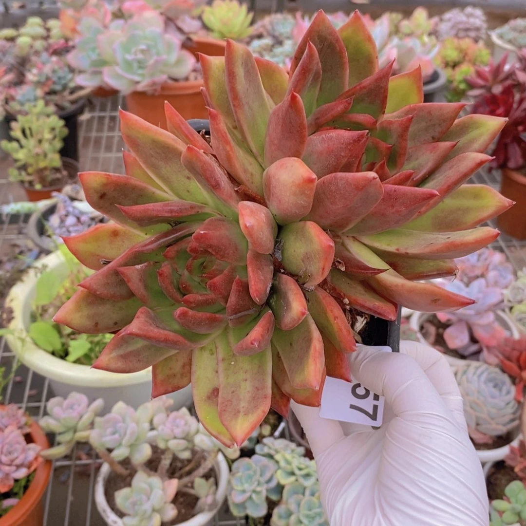 9457红颜蜜语一物一拍