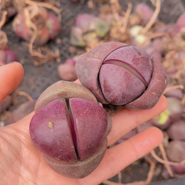 两颗紫蒂玉888888888888