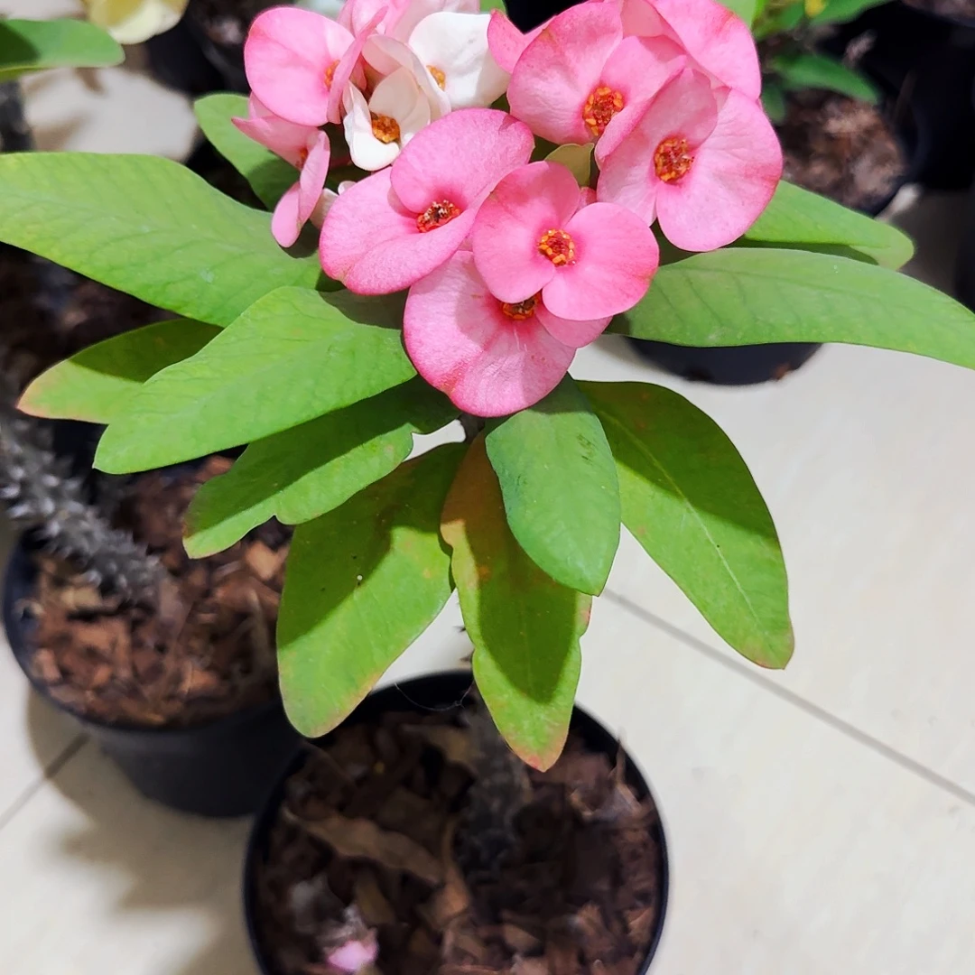 仙***子完全开放口红直播间一物一拍