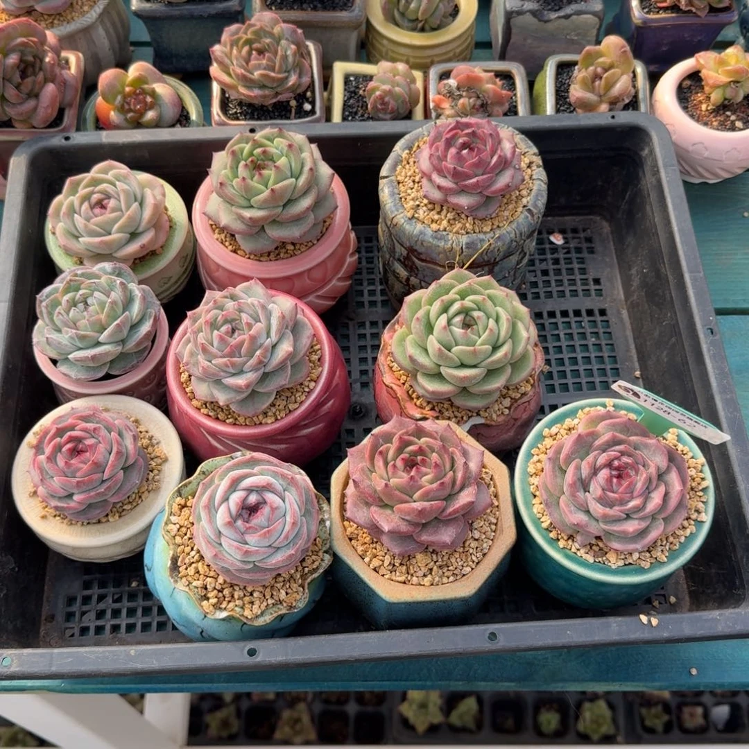 从前慢多肉精选编号1128.62