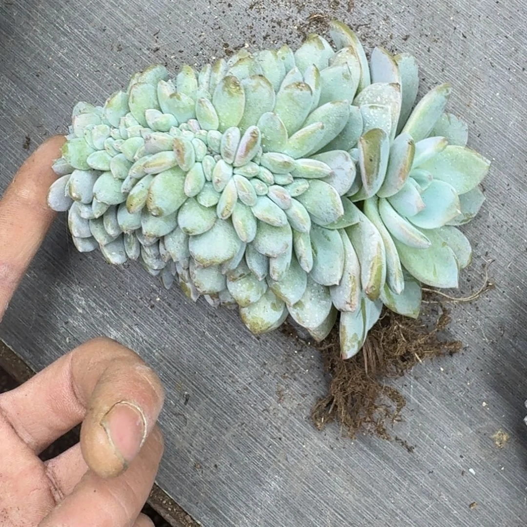 星影树缀无砍多肉