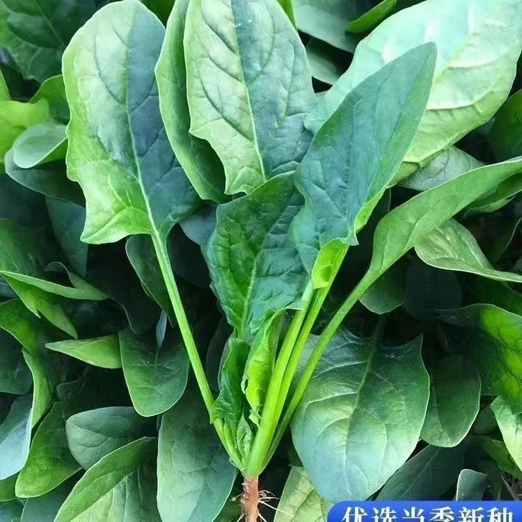 【3包菠菜种子】耐热耐寒的大叶菠菜种子适合春秋冬季阳台盆栽种lz