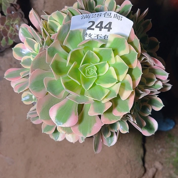 244粉女郎多肉植物