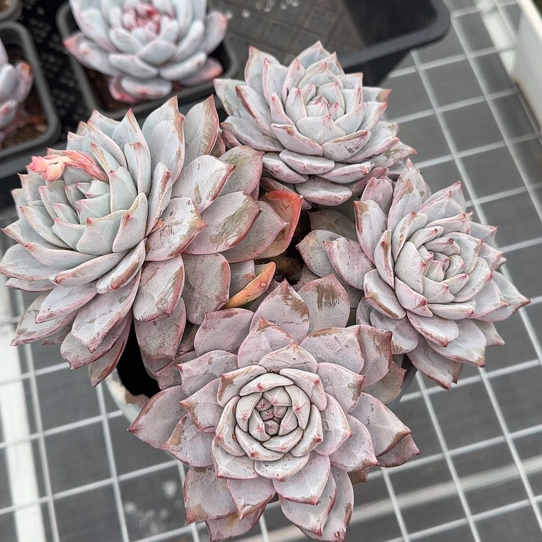 从前慢甄选多肉编号0126-粉蓝鸟