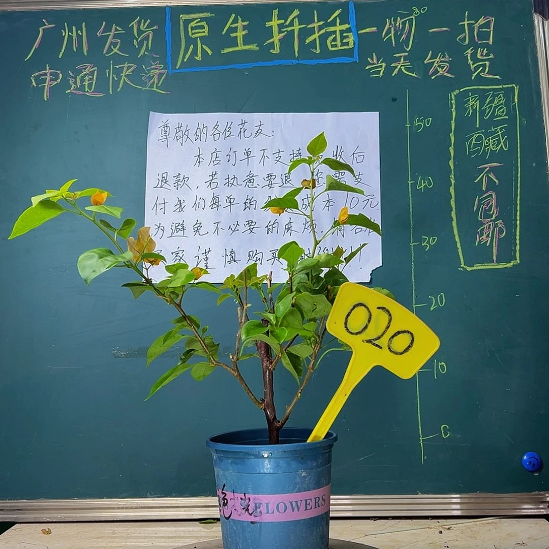 当前无花栽培后可以开花 福利 金色光辉 020