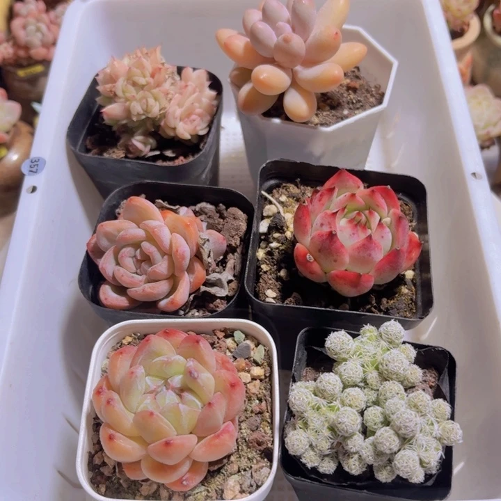 框拍一物一拍编号357