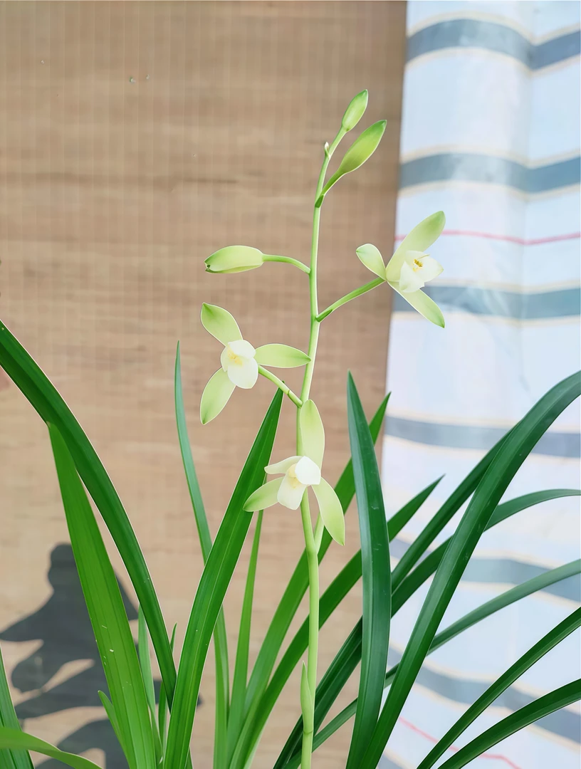 名贵四季兰【翠衣仙子】“小宫粉”兰花苗浓香好养室内阳台花卉盆栽
