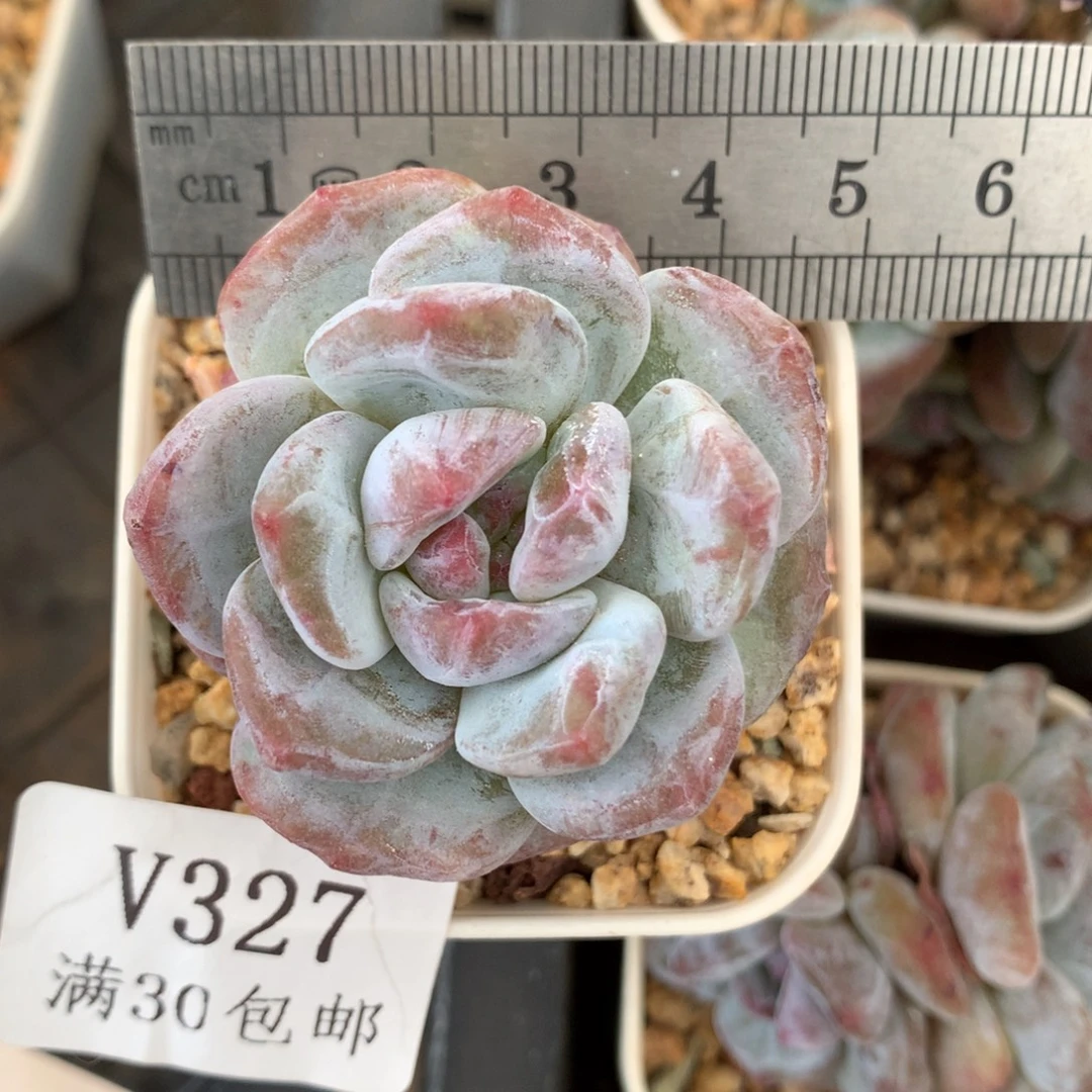 327。石化石榴籽星影。