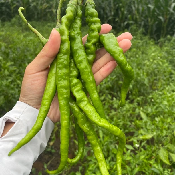 贵州高山新鲜农家自种土辣椒线椒现摘现发香辣下饭口感好