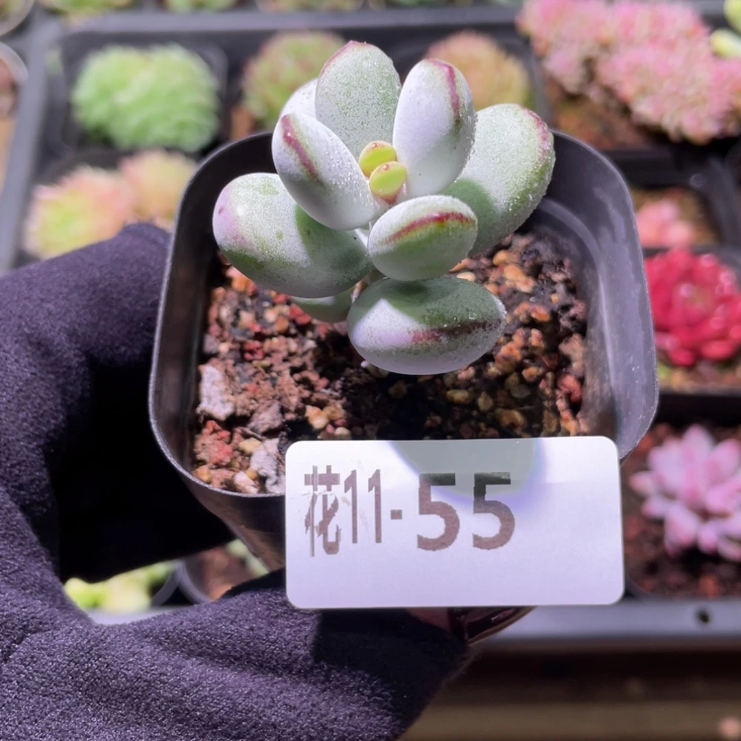 花利美11-55乒乓福娘