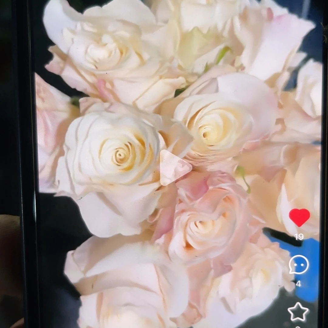 无花朵——-伯恩 福利款