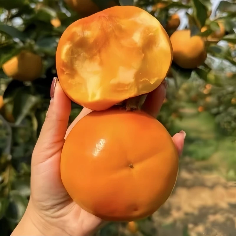 柿子苗树庭院果树特大无核脆甜太秋阳丰火晶柿子树果苗南北方种植